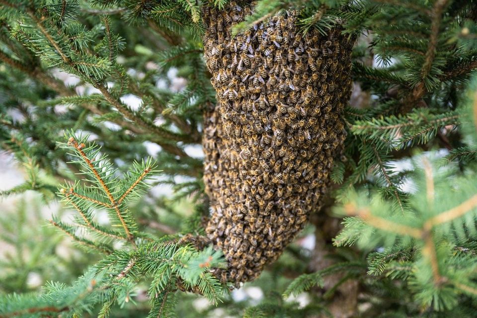 Bienenschwarm einfangen (Finderlohn) in Stuttgart