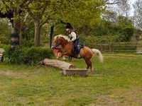 Reitbeteiligung gesucht (Mensch sucht Pferd Schleswig-Holstein - Kiel Vorschau