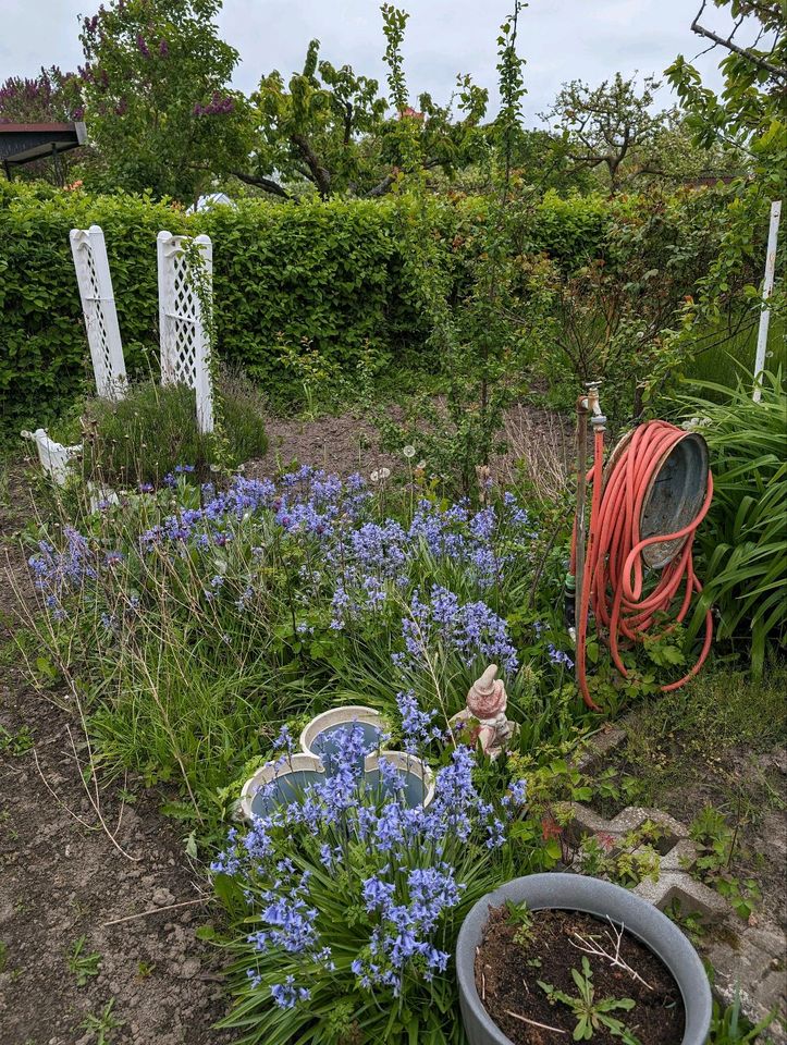 Garten zu verschenken in Stralsund