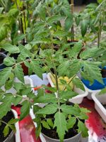 Tomatenpflanzen aus Golzheim Nordrhein-Westfalen - Merzenich Vorschau