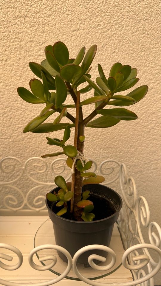 3 x Geldbaum Pfennigbaum Crassula ovata in Waldbronn