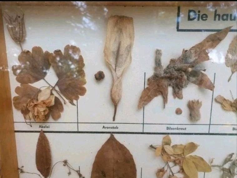 Große Schautafeln Schaukasten Herbarium Pflanzensammlung Lehrmitt in Pössneck