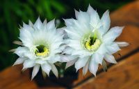 Echinopsis Schick Hybride Kaktus Kakteen "Winterset" Bayern - Rottendorf Unterfr Vorschau