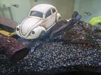 Aquarium Süßwasser Fische Skalar Keilfleckbarbe Antennenwels Rheinland-Pfalz - Worms Vorschau