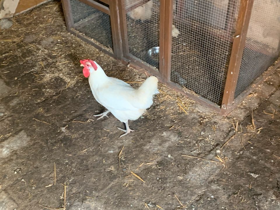 Schlachtgeflügel Hühner und Hähne in Bad Sulza