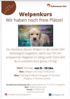 Welpengruppe Welpenkurs Hundeschule Brandenburg - Ludwigsfelde Vorschau