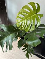 Monstera Zimmerpflanze Kiel - Gaarden Vorschau