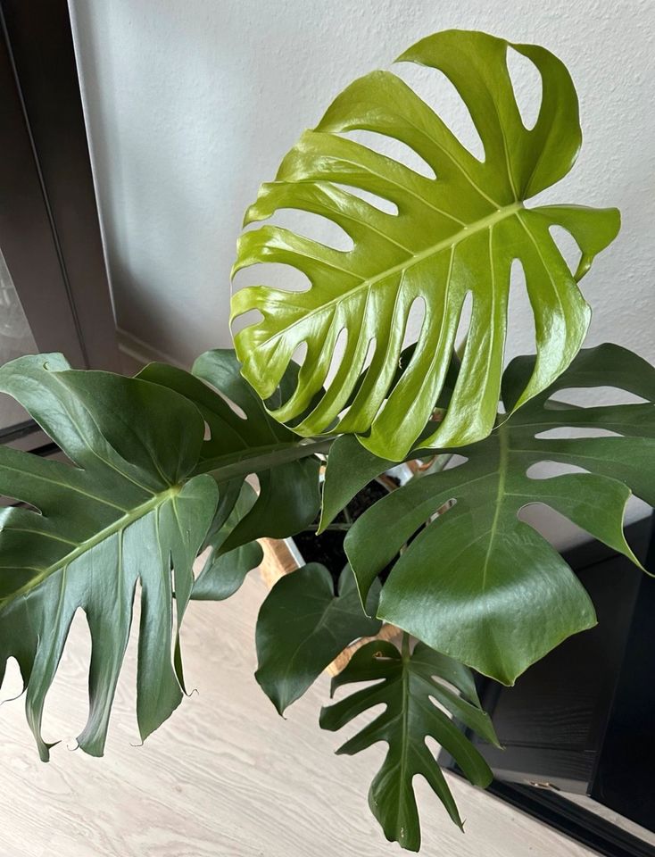 Monstera Zimmerpflanze in Kiel