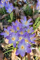 Lila fiolet Krokusse Zwiebeln Blumenzwiebeln Frühlingsblumen Thüringen - Altenburg Vorschau