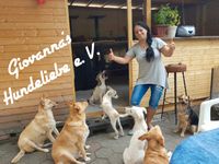 Spenden für Giovanna's Hundeliebe e.V Nordrhein-Westfalen - Mönchengladbach Vorschau