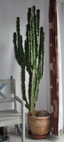 Kaktus Säulenkaktus Euphorbia Acrurensis / Erythraea XXL Baden-Württemberg - Spiegelberg Vorschau