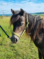 Bildschöne Partbred Shetland Jungstute Thüringen - Hörselberg-Hainich Vorschau