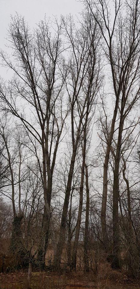 Baumpflege, Baumfällung, Baum fällen, Sturmschadenbeseidigung in Meuselwitz