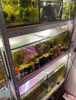 3 Kallax Becken, 2 50x50 und 100x30 Aquarium Niedersachsen - Molbergen Vorschau