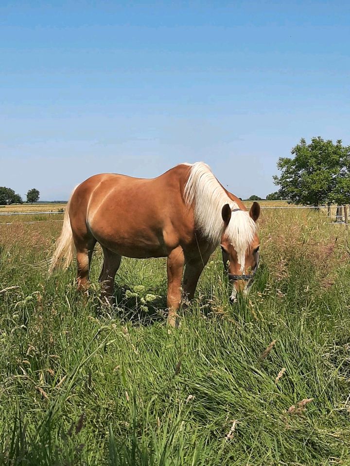 Haflinger Wallach gefahren in Glottertal