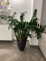 Riesen Glücksfeder / Zamioculcas zamiifolia Nordrhein-Westfalen - Neuss Vorschau