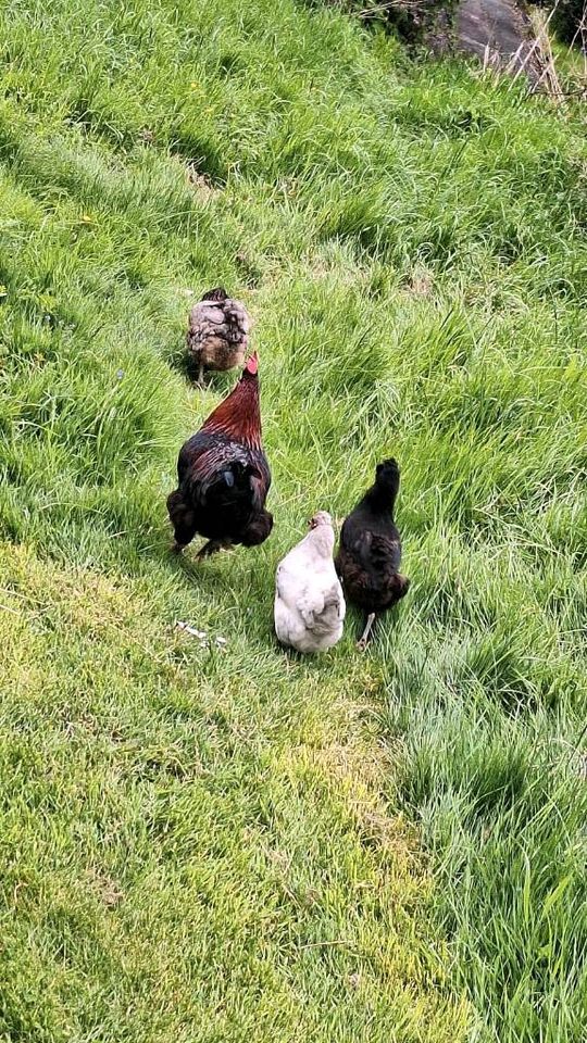 Bruteier Hühner Araucana, Olivleger in Raubach (Westerw.)