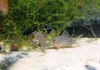 Orangeflossen Panzerwels - Corydoras sterbai Brandenburg - Cottbus Vorschau