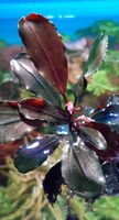 ❗⭐ RED METALLIC ⭐❗✅ RARE Bucephalandra Aquarium Freiburg im Breisgau - March Vorschau