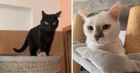 Allerliebstes Katzen Paar sucht gemeinsam ein Zuhause Brandenburg - Ahrensfelde Vorschau