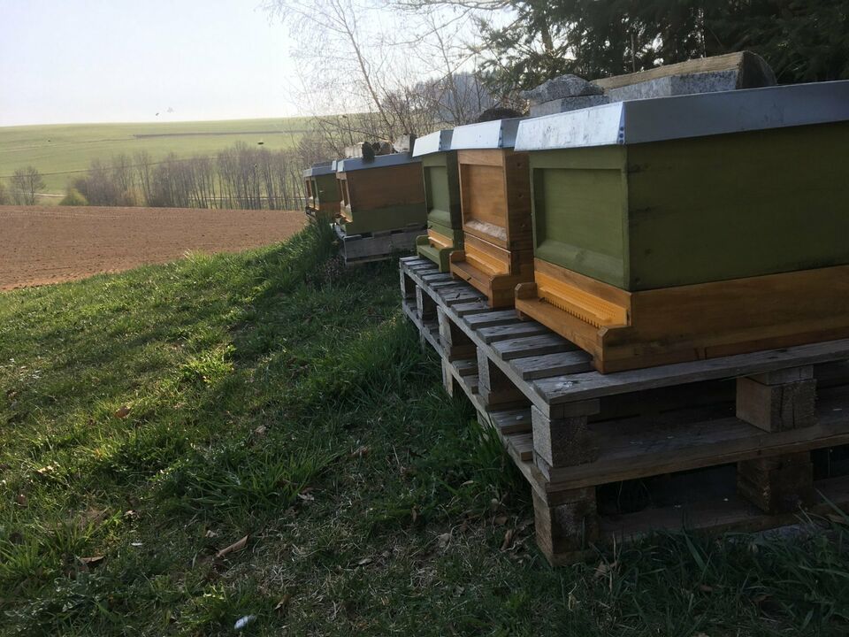 Carnica Bienenvölker - Wirtschaftsvölker - Ableger - Zander in Untergriesbach