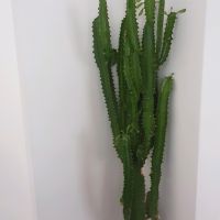 Kaktus , Wolfsmilchkaktus Niedersachsen - Bad Bodenteich Vorschau