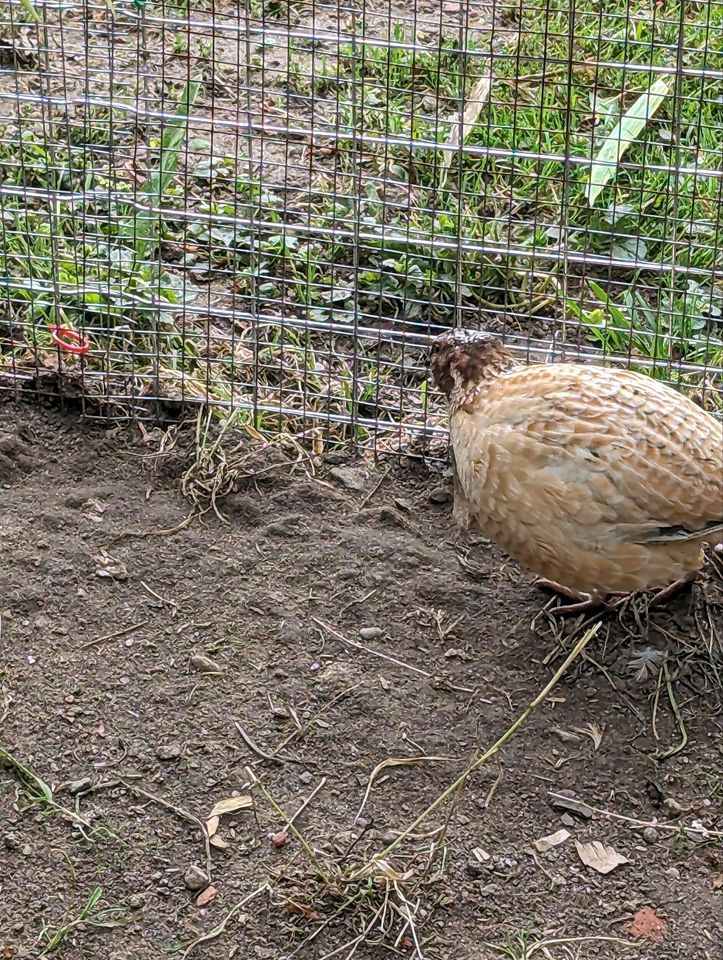 Freiland Wachteln in Wattmannshagen