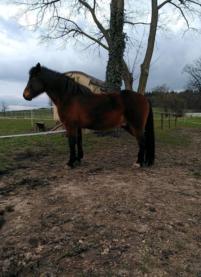 Gelegenheit für Pferdekenner - Warmblut & Welsh Pony Abzugeben in Witzenhausen