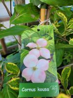 Cornus kousa Chinesischer Hartriegel Nordrhein-Westfalen - Soest Vorschau