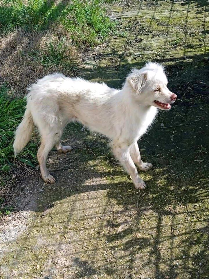 LISA Kokoni Hündin Tierschutz Hund in Zemmer