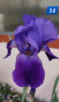 Schwertlilie Iris Leipzig - Thekla Vorschau