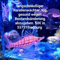 Korallenwächter Nordrhein-Westfalen - Siegburg Vorschau