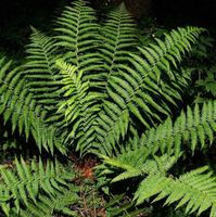 Echter Wurmfarn - großer Topf - Dryopteris filix mas Niedersachsen - Bad Zwischenahn Vorschau