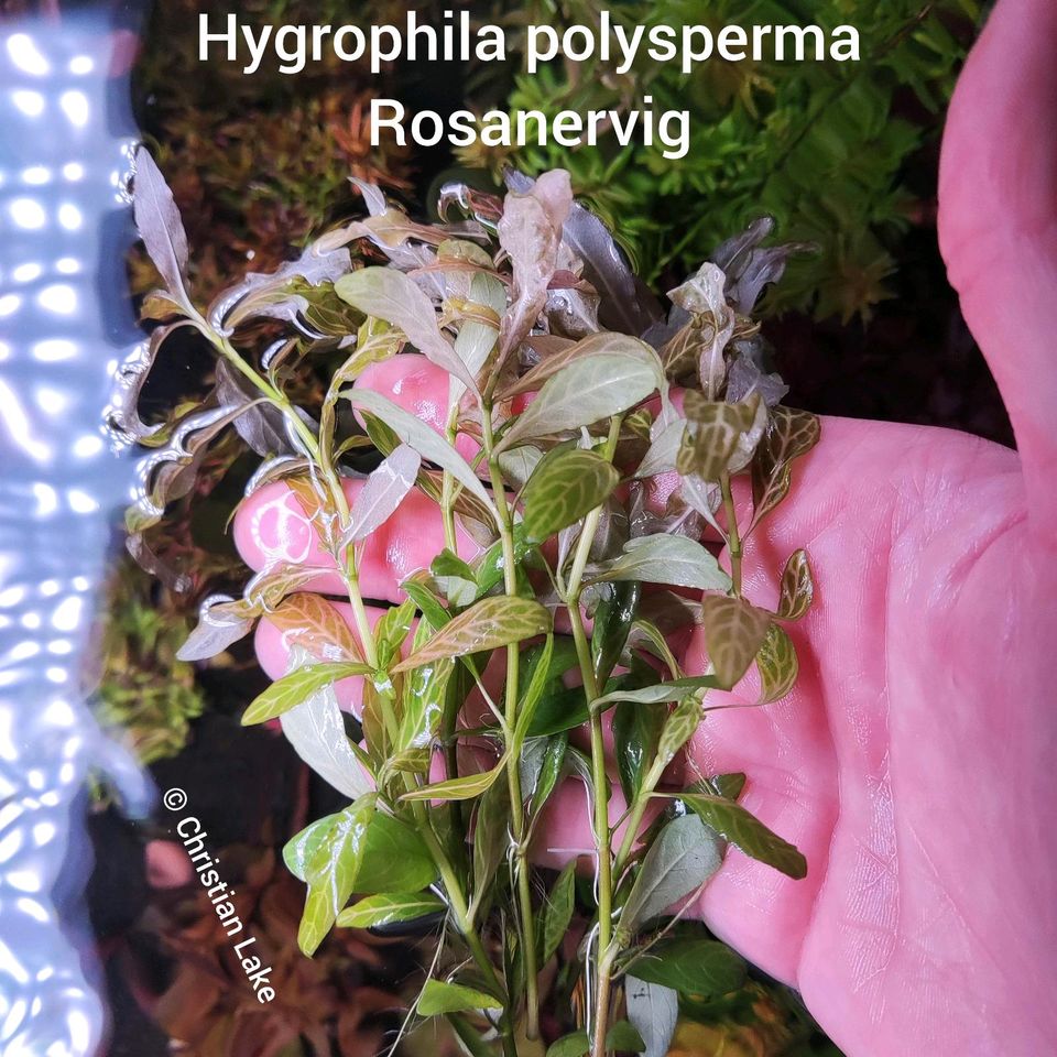 ❌ VERKAUFT❌⭐☘️ Hygrophila polysperma Rosanervig Aquariumpflanzen in Meppen