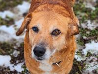 Traumhund LINDA2, ca. 4 Jahre a.d.T. sucht ihre Familie Bayern - Gefrees Vorschau