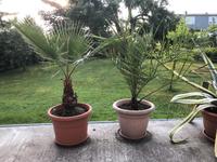Washingtonia Palmen, Canarische Dattelpalme, Pool, Terrasse Leipzig - Engelsdorf Vorschau
