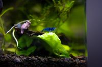 Neocaridina Garnelen Blue dream Blau Bayern - Zeitlarn Vorschau