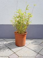 Bambus Pflanze klein Bayern - Augsburg Vorschau