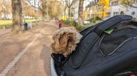 PODiLOVE Transportkorb für Hunde Fahrradkorb Bonn - Endenich Vorschau