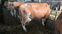 3 Milchkühe  Fleckvieh Holstein Baden-Württemberg - Künzelsau Vorschau