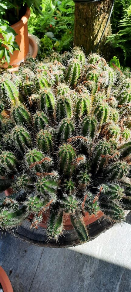 Kaktus  " Echinocereus Salm dyckianus" in Chemnitz