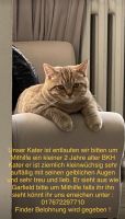 Katze vermisst Nordrhein-Westfalen - Oberhausen Vorschau