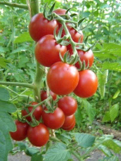 Tomatenpflanzen 'Roter Heinz' Historische Hannöversche Tomate in Hannover