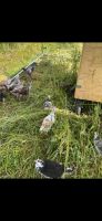 Blumenhuhn Hähne Baden-Württemberg - Auggen Vorschau