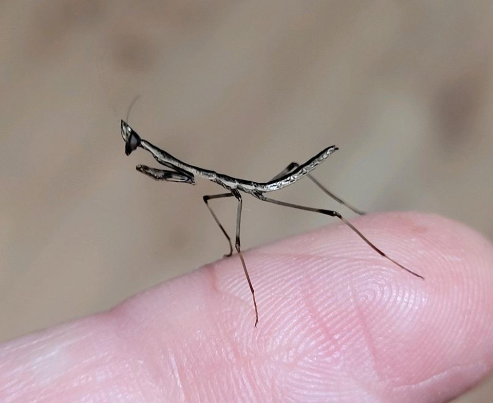 Heterochaeta orientalis ☆Gottesanbeterin,Mantiden,Nymphen☆ in Hamburg