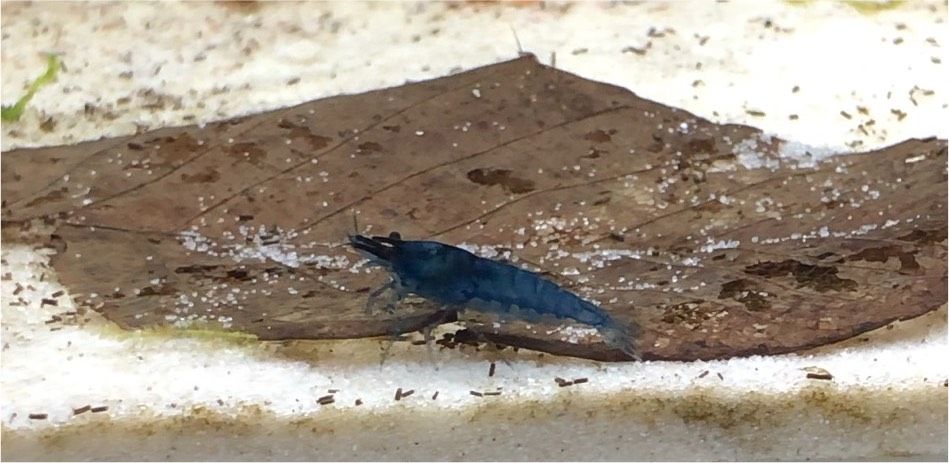 Blue Dream Garnele Neocaridina davidi Aquarium Aquascaping in Frechen