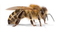 Bienen, Imker, Schulung Niedersachsen - Saterland Vorschau