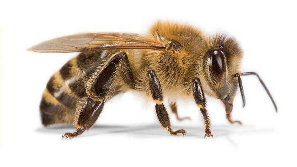 Bienen, Imker, Schulung in Saterland