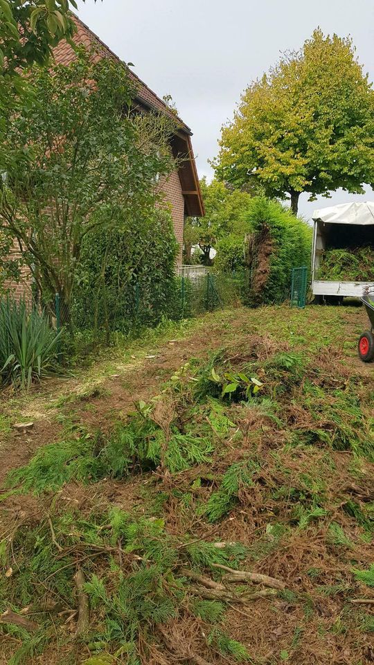 Sträucher schneiden Hecke Garten Weißdorn liguster Lorbeerschnitt in Goch