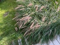 Lampenputzer Gras winterharte Ziergras Pflanze ☘️ Niedersachsen - Algermissen Vorschau